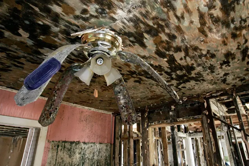 Mold remediation process